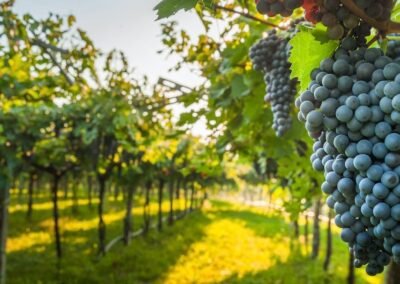 Programa de Recuperación de los Viñedos Patrimoniales Centenarios de Ayacucho