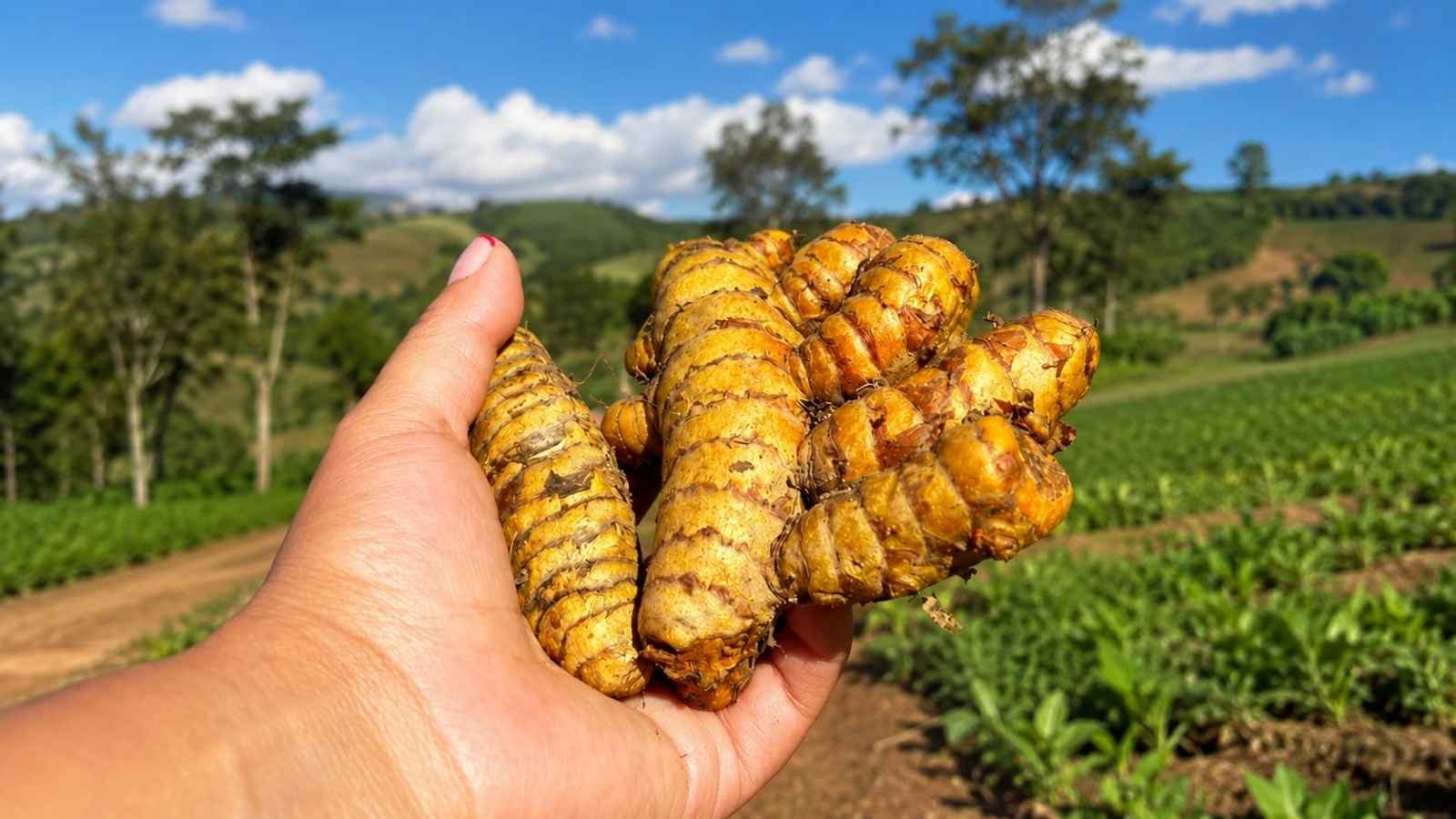 Cúrcuma - Vraem Fruits - Cámara Regional Comercio Ayacucho