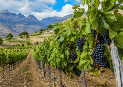 Plantaciones de uvas - Cámara Regional de Comercio Ayacucho