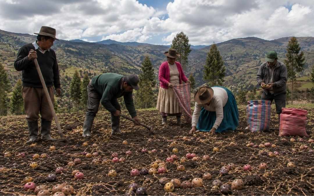 Redes de productores - Cámara Regional de Comercio Ayacucho 