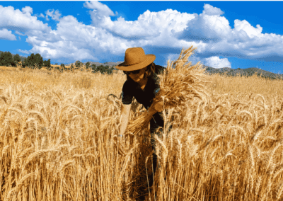 Trigo - Cámara Regional de Comercio Ayacucho
