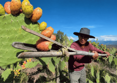Tunas Ayacuchanas orgánicas - Cámara Regional de Comercio Ayacucho